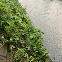 今日はチヌの日♪