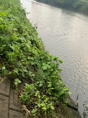 今日はチヌの日♪