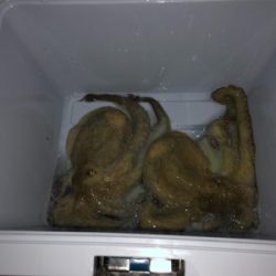 タコ調査7。水潮でもなんとかね!