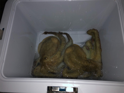 タコ調査7。水潮でもなんとかね!