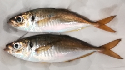 アジング1855〜1935 2100〜2145