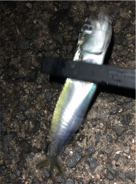 30センチupゲット