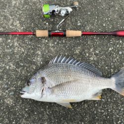 チニング 毎回爆釣 梅雨最高