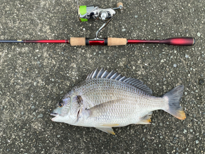 チニング 毎回爆釣 梅雨最高