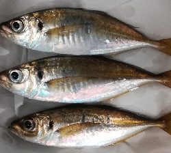 アジング1845〜1930 2105〜2145