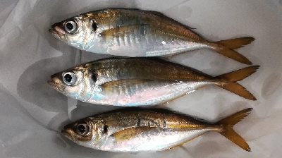 アジング1845〜1930 2105〜2145