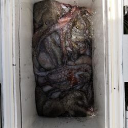 雨の降らないオクトパッシング