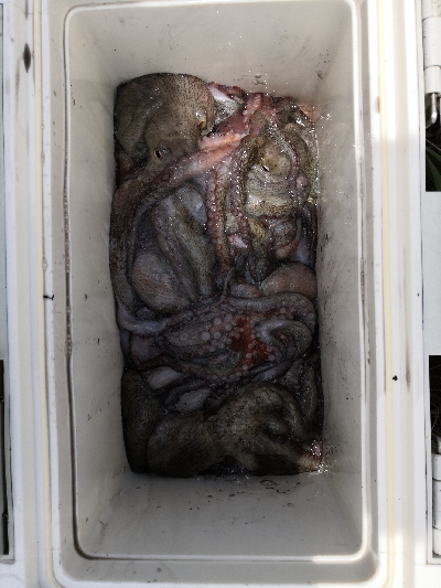 雨の降らないオクトパッシング