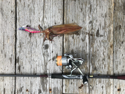 今年初の良型アオリ、初ケンサキ、良型ガシラ