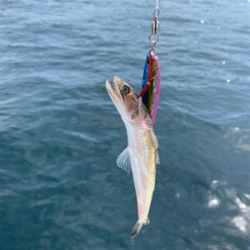 南あわじ盛漁丸さんにてジギング