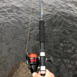 タコ調査8! 安定してます。