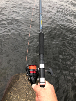 タコ調査8! 安定してます。