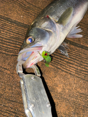 ナイトゲーム、反応はそこそこ