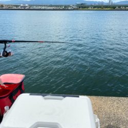 綺麗な銀ピカチヌ