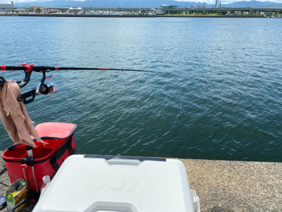 綺麗な銀ピカチヌ