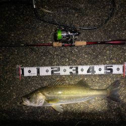 チニング からのシーバス