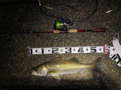 チニング からのシーバス