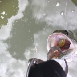 出るものらず。。。