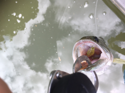 出るものらず。。。