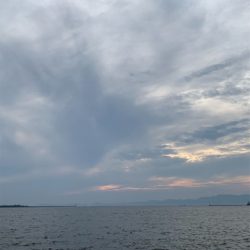 タコ復活してるか?