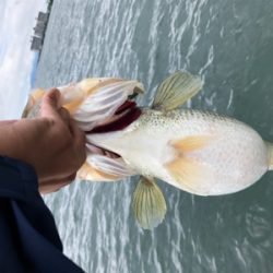 梅雨のブタバス