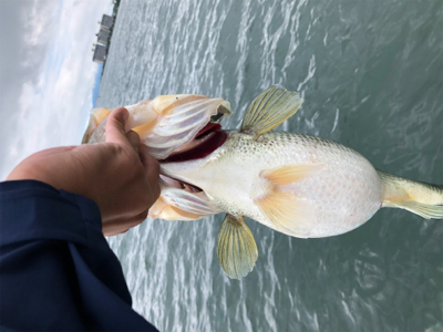 梅雨のブタバス