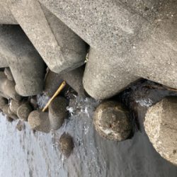 タコ調査9! まだまだよく釣れます!