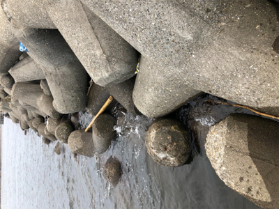 タコ調査9! まだまだよく釣れます!