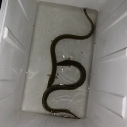 昼から夕方まで