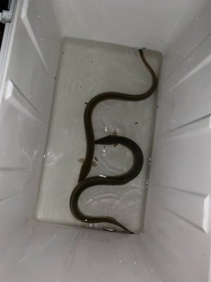 昼から夕方まで