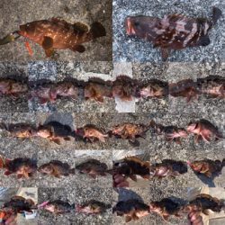 アコウ+ガシラ祭りを堪能しました