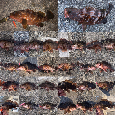 アコウ+ガシラ祭りを堪能しました