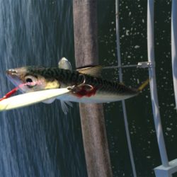 ツバスやや回遊♪