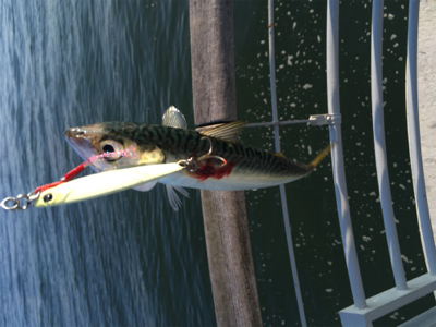 ツバスやや回遊♪