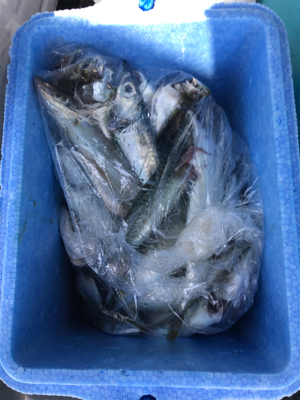 キスを求めて吉良サンライズパーク …