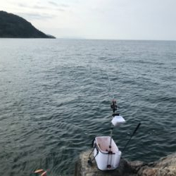 笠戸島グレ釣り第2弾