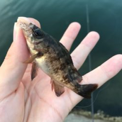 二ヶ月ぶりの釣り!