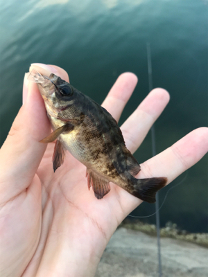 二ヶ月ぶりの釣り!