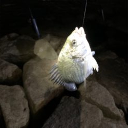 夕まづめからのぶっ込み釣り