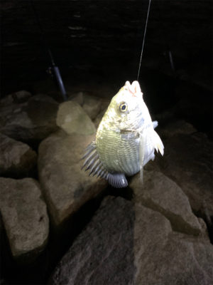 夕まづめからのぶっ込み釣り