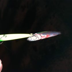 イワシがちらほら