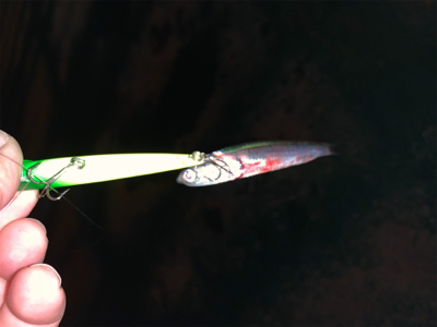 イワシがちらほら