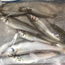 ちょい投げキス釣り(^^)