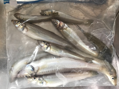 ちょい投げキス釣り(^^)