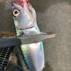 南港魚釣り公園青物イベント