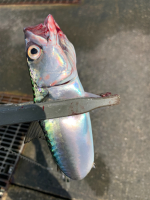 南港魚釣り公園青物イベント