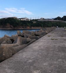 今年初アオリ！