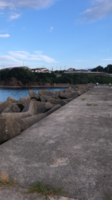 今年初アオリ！