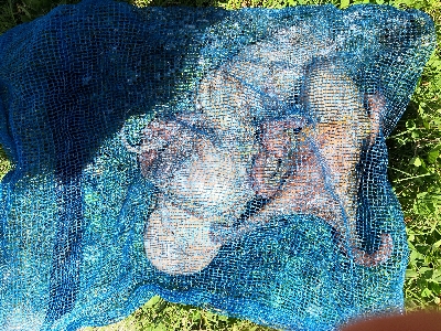 オクトパッシング終盤戦