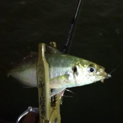 アジング練習 170